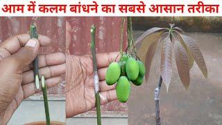 आम में कलम बांधने का सबसे आसान तरीका | Mango Grafting Video | @GardeningUpdate