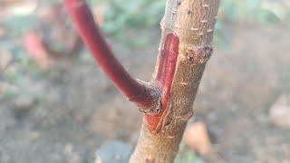 ПРИВИВКА ПЕРСИКА ПОЧКОЙ без древесины / GRAFTING A PEACH WITH A BUD without wood