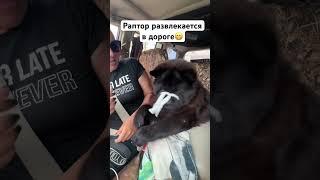 Малыш Раптор развлекается в дороге #чаучау #развлекаемся