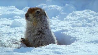 How an Arctic Squirrel Survives Winter | Wild Alaska | BBC Earth