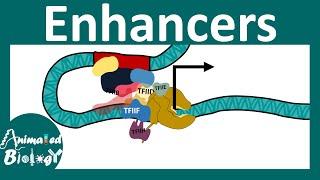 Enhancers | Transcriptional regulation by Enhancers | Enhancer promoter loop