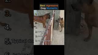 Best Agressive Dog Moments!