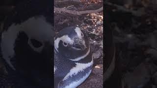 Penguin's Haven: A Peaceful Rest in Nature's Shade 