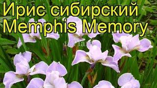 Ирис сибирский Мемфис Мемори. Краткий обзор, описание характеристик iris sibirica Memphis Memory