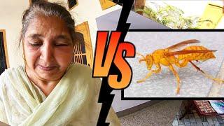 Fight With Yellow Flies (Poisonous Flies) #87