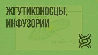 Жгутиконосцы, инфузории. Видеоурок по биологии 7 класс