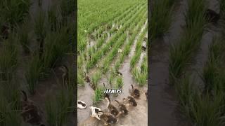 Why Farmer Release Ducks Into Rice Fields #shorts