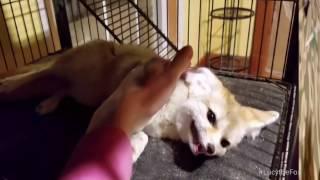 Lucy the Fennec Fox: Unedited