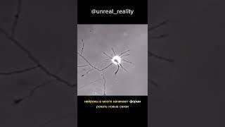 формирование нейронных связей. А вы о чём думаете? на что направленны ваши мысли #нейронныесвязи