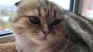 Приключения кошечки Златы. Осенний сплин.