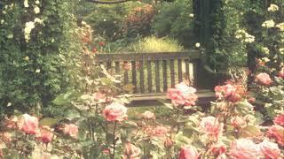 Lost in a secret royal garden soft nature ambience and music