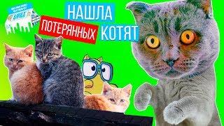 НАШЛА КОТЯТ! ТЕПЕРЬ ОНИ БУДУТ ЖИТЬ С НАМИ | Lost Kitties