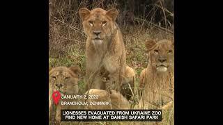 Lionesses evacuated from Ukraine zoo find new home at Danish safari park