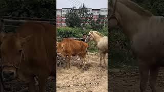 What is going on with this horse 75
