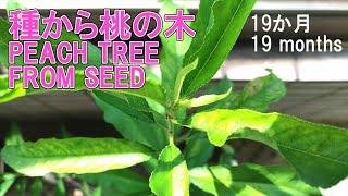 [Sub]19 month old peach tree from seed