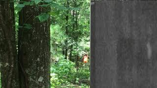 Mississippi Bigfoot Video Diaries ( knuckle walker 2nd look )