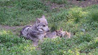 Wolf Fatherly Love