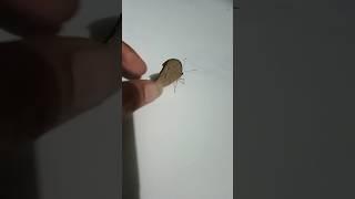 Lumipad kaagad#shortsfeed #butterflynature #viralshort #amazingbutterfly #butterfly #shortvideo