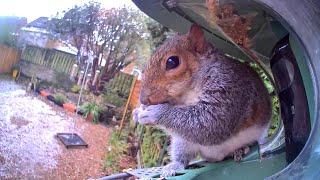 The kind of thing you can expect to see if you get a Netvue Birdfy smart bird feeder