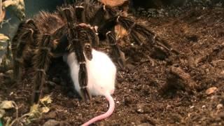 lasiodora parahybana feeding time