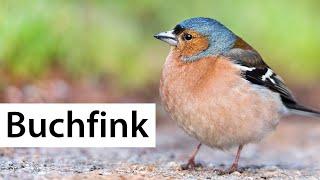 Recognize birds: Chaffinch | Wild Bird Directory