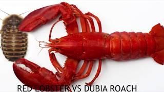 red lobster vs dubia roach