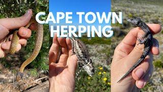 SNAKES, CHAMELEONS AND LIZARDS. HERPING IN CAPE TOWN, SOUTH AFRICA.