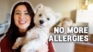 I solved my WESTIE'S SKIN ALLERGIES!  (Part 1)