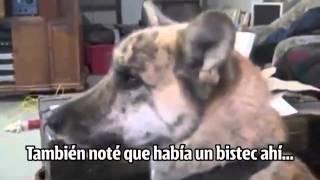 Un perro que habla...