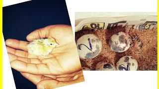 Quail  egg hatching in home incubator Tamil |GV pets Tamil