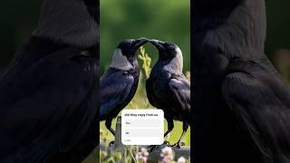 Birds Kiss Each Other ️ Romantic crow  Moment” #travel #travelblog #birds #