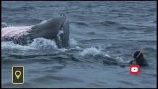 Касатка чуть не съела водолаза / Killer Whale almost ate diver