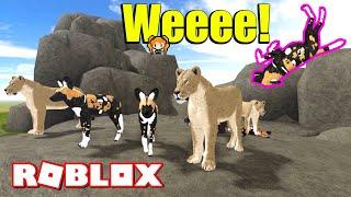 ROBLOX WILD SAVANNAH TESTING A FLYING AFRICAN WILD DOG!!! Funny Show for the Lions