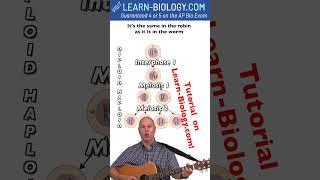 Mr.  W's Meiosis Song Chorus