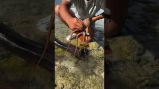 Caught a COUPLE Octopus Hiding Under Rotten Palm Tree Bark!  | Underwater Foraging Adventure