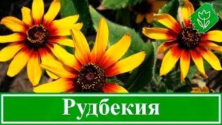  Рудбекия – посадка и уход: выращивание рудбекии из семян; виды и сорта рудбекии