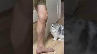 Smart cat  #smart #cats