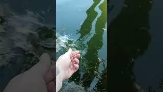 Щучка идет домой. #рыбалка #поймалотпусти #фишмир #fishmir #спиннинг #catchandrelease #щука
