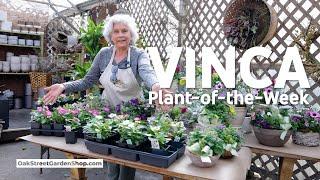 When You Should Plant Vincas (Periwinkles)