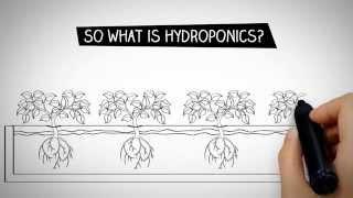 What is Hydroponics