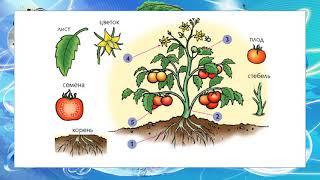 Естествознание тема "растения и части растений"