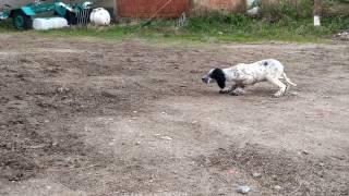 Yavru Setter"Den Sitilli Ferma