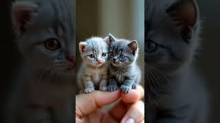 Mini Scottish Fold & Russian Blue Kittens on Your Finger! 