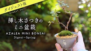 【Digest edition】Teacup mini bonsai made AZALEA cuttings 6th month of spring【Bonsai diary  3/24】