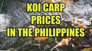 Koi Carp Prices In The Philippines.