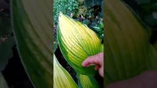 Хоста Парадиз Пауэр