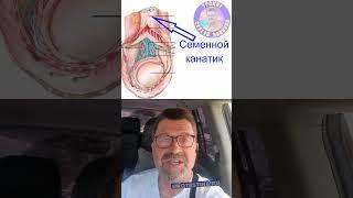 Кальцинат и семявыносящий проток. ПРОСТАТИТ/АДЕНОМА/ТАЗОВЫЕ БОЛИ.  https://urotesting.ru/ #shorts