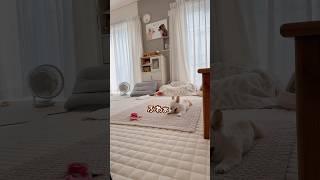 のんびり日常 #チワワ #癒し #chihuahua #ほのぼの #犬のいる生活 #ほっこり #可愛い #ほんわか