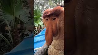 Proboscis Monkey Nostrils #Changlong Proboscis Monkey #Magical Animals in Shake #Original Video #Cha