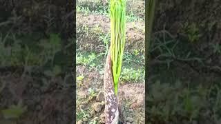 #elephantfootyam #konjac #plant #shorts #komedi #horticulture #songs2024 2 November 2024